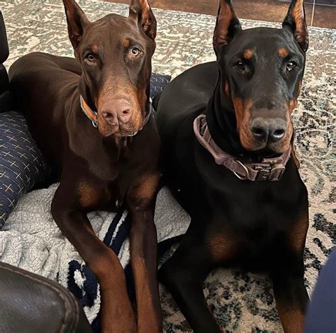 doberman pinscher for sale texas|fawn doberman pinscher for sale.